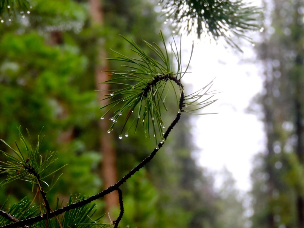 walking in the&nbsp;woods