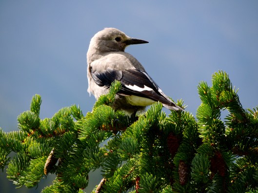 Clark's Nutcracker 1