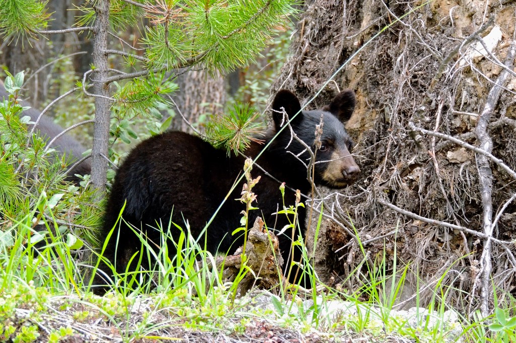 “If You Go Out In the Woods Today”