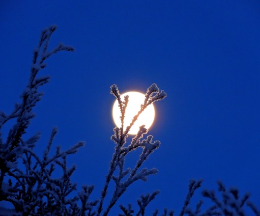 moon on Boxing Day