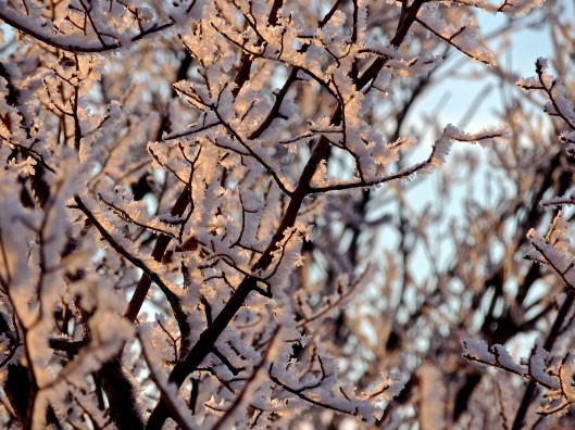 Hoar Frost Jan 14