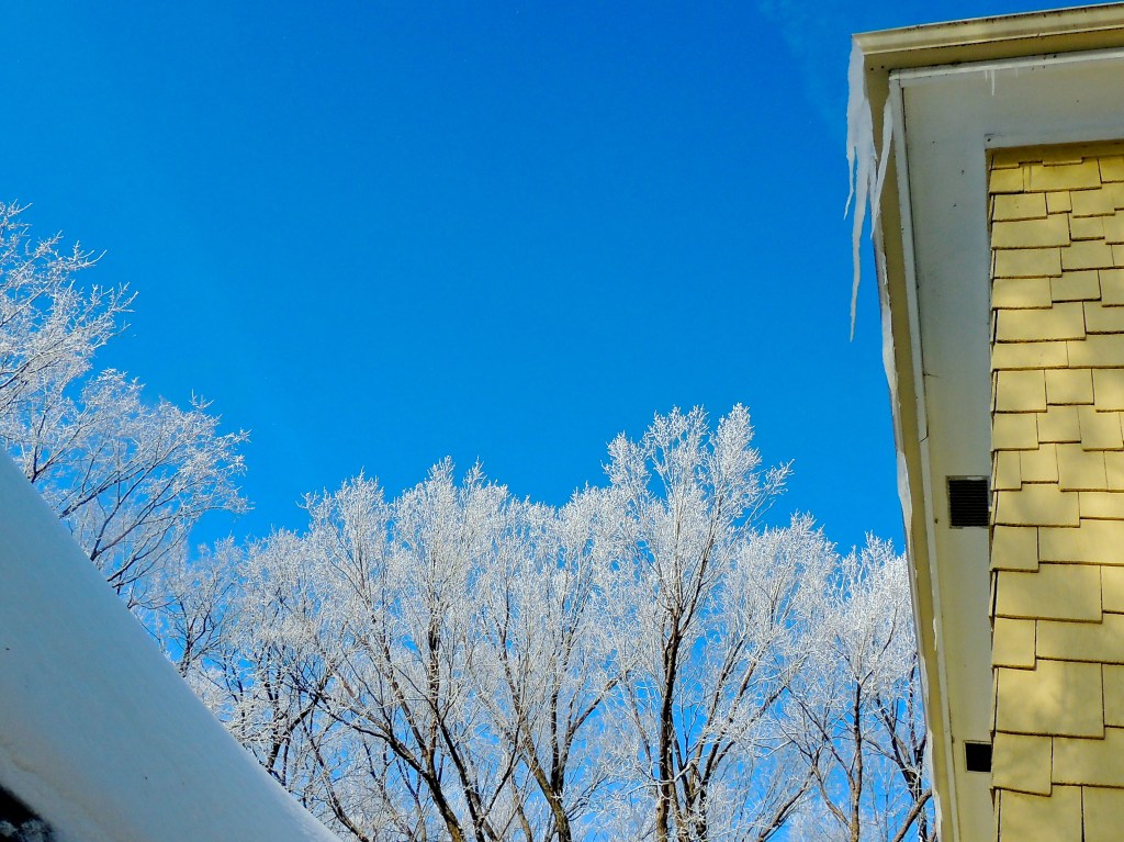 hoar frost and an elephant