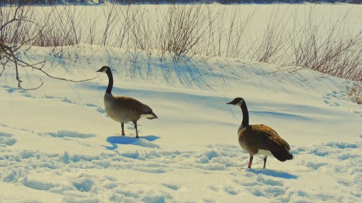 geese