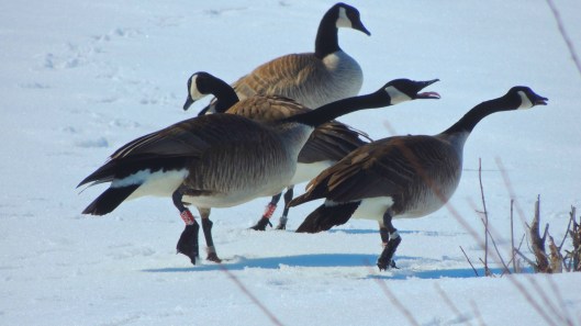 geese2