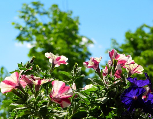 petunias on a bright June day