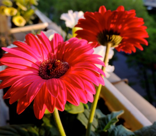 gerberas