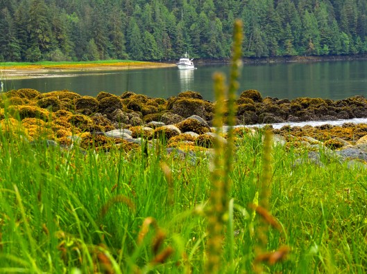 Great Bear II from forest walk