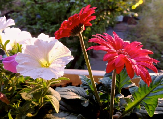 petunias and gerberas