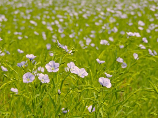 Flax field near Richardson, SK 