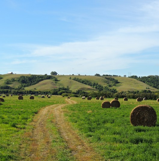 Field near Lumsden, Saskatchewan, August 2013 