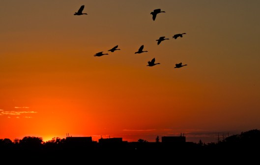 So far, this is the best "sunset geese" picture I've taken, I'm hoping t get more in the new few weeks. 