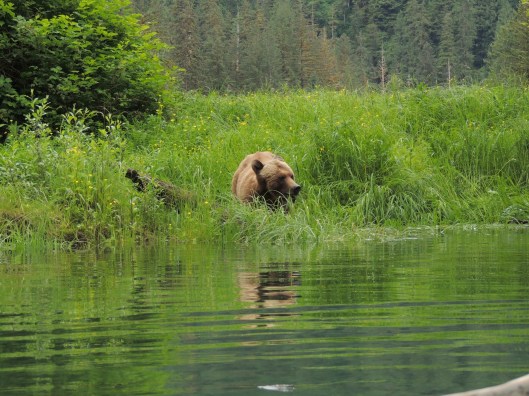 grizzly in the grass
