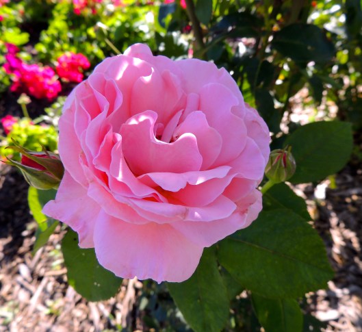 Queen Elizabeth rose 2