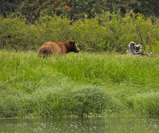 Finally spotting a grizzly at 4:30pm.