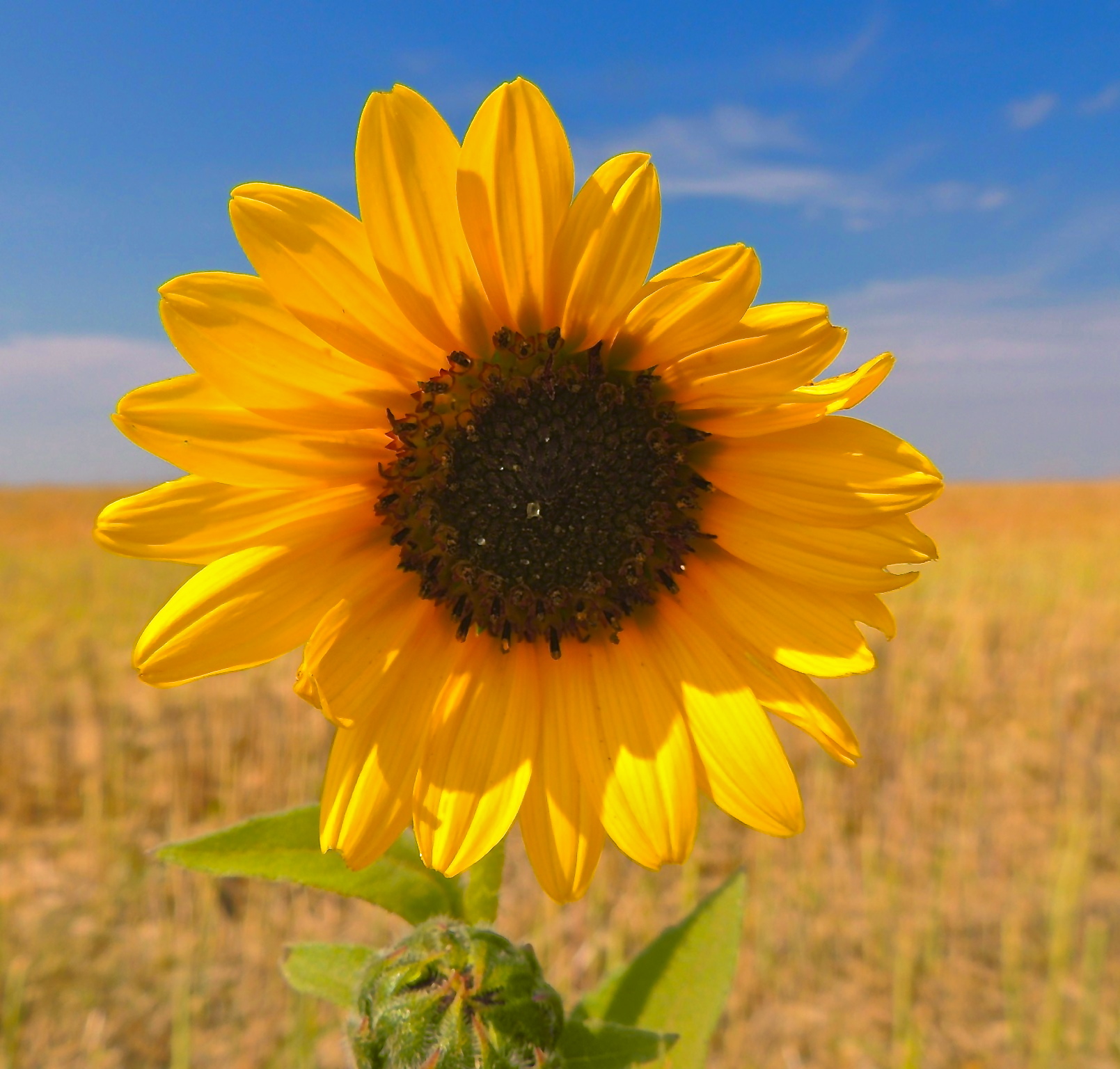 sunflower against a blue sky