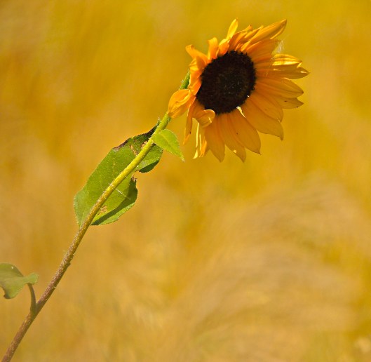 lone sunflower in the wind