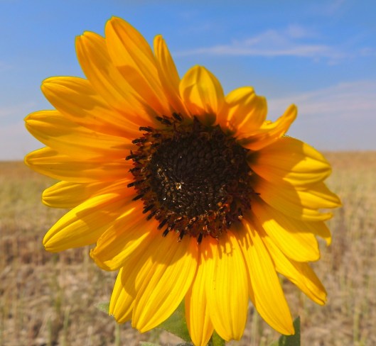 pretty sunflower in late August