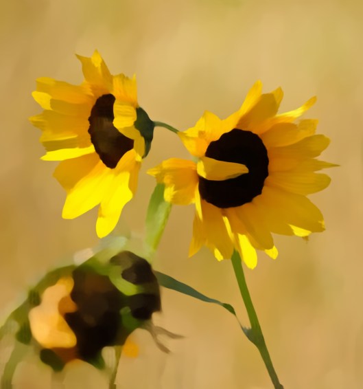 two sunflowers - artistic effect
