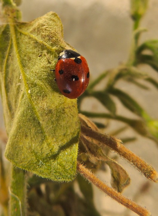 Ladybug on my balcony