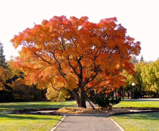 new favourite tree 3