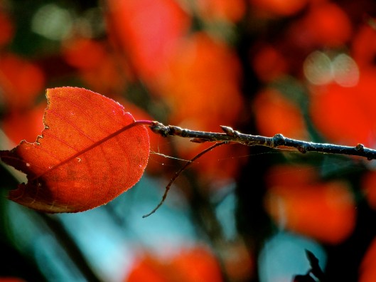 I took this last September in a park close to where I live.  I haven't been to that park lately to see if the tree has turned yet.