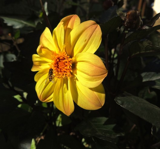 wasp on a dahlia