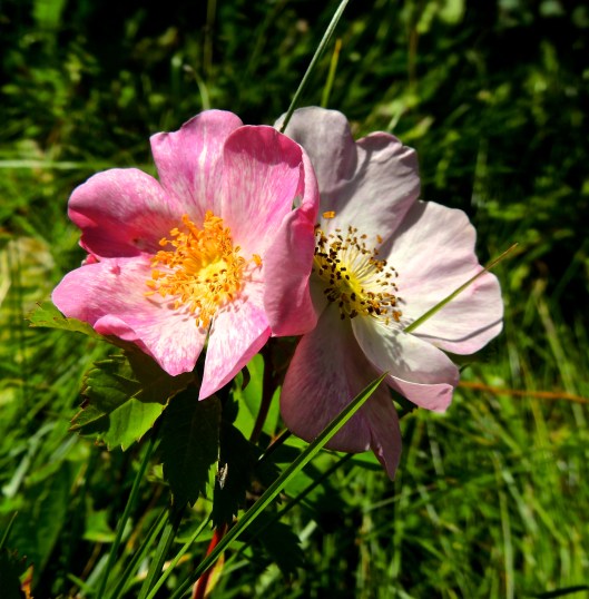 wild rose