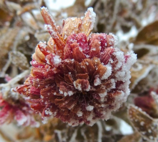 snow covered garden mum