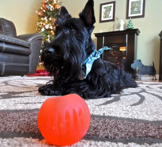 Casey and his red ball
