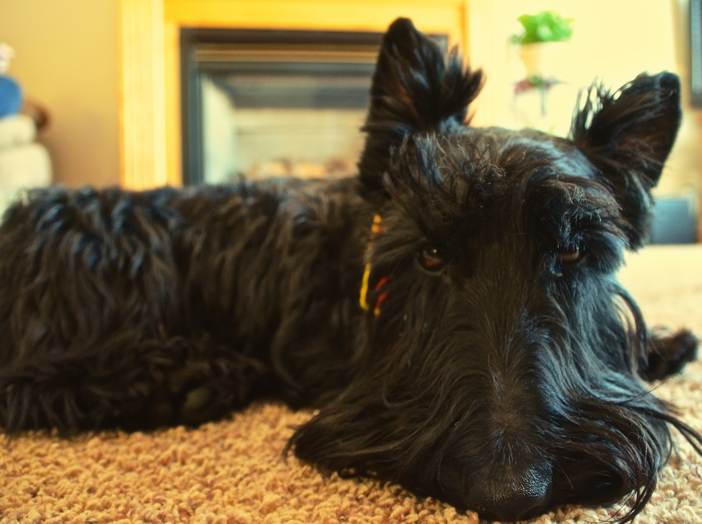 Casey in front of the fireplace