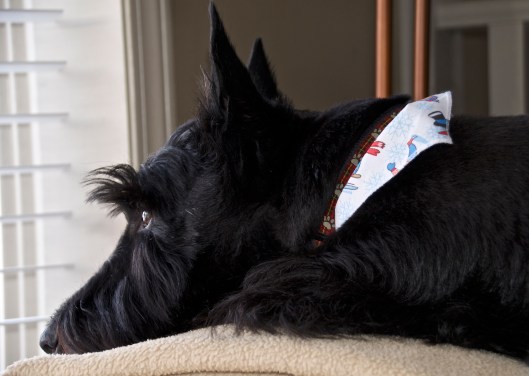 Finnigan looking out the window
