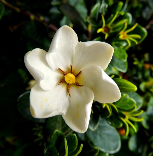 Taking pictures of flowers in Vancouver...