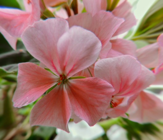 Geraniums on my balcony
