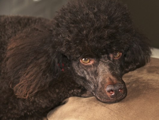 Max the Poodle