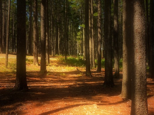 reading a book @ Cypress Hills