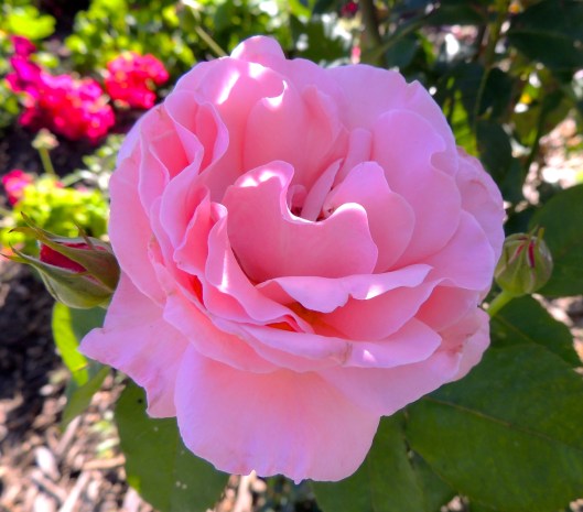 Rose in the Legistlative Garden on Labour Day 
