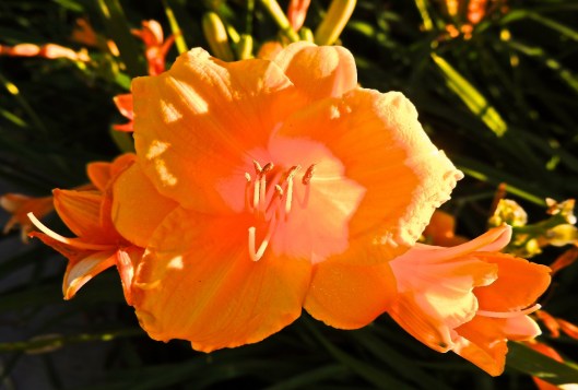 Vivid colour in Victoria Park, late July
