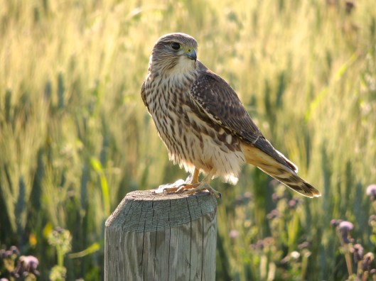Back road near Lumsden, SK, August 2013 