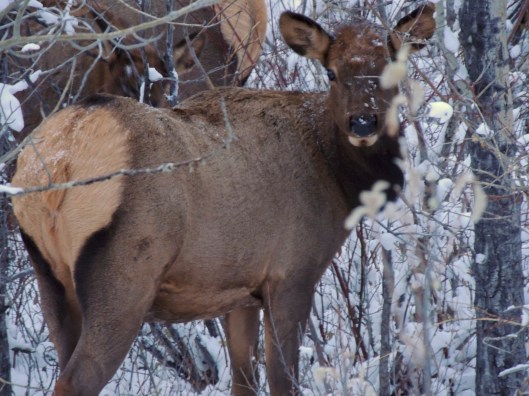 driving to Kananaskis Lodge, October 2012 