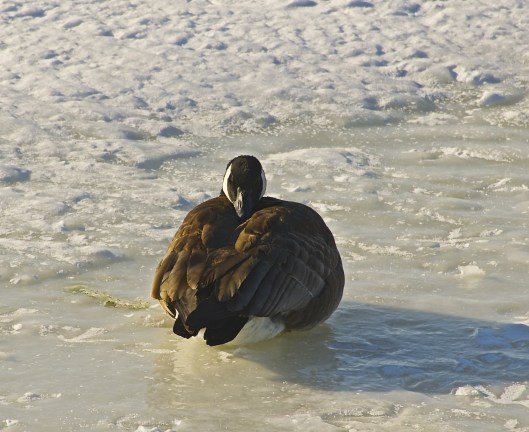 Maybe if I curl myself up, I'll stay warm.