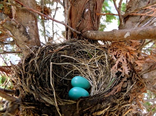 mom and dad's backyard