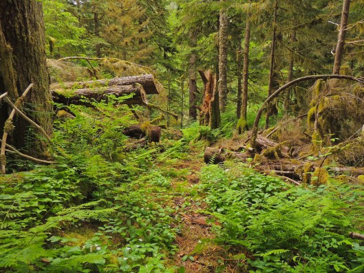 Great Bear Rainforest walk 