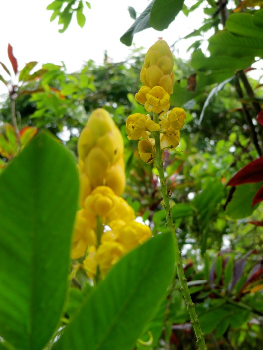 Maui Garden of Eden walk on the road to Hana