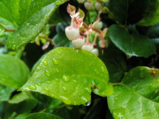 Rainforest Trail, Pacific Rim National Park, Vancouver Island 