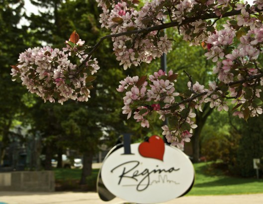 I Heart Regina Cherry Blossoms