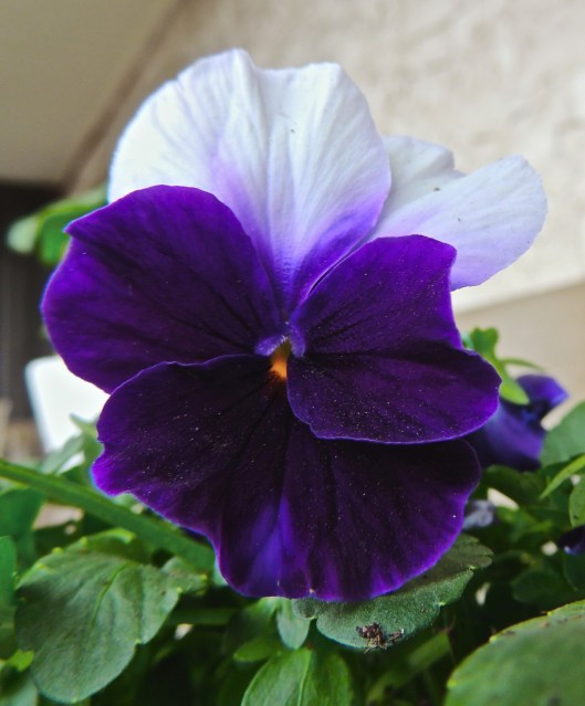pansy 2014
