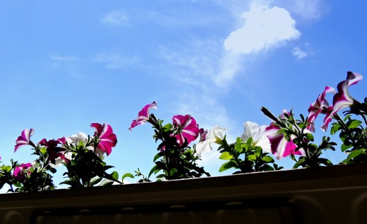petunias and blue sky 2