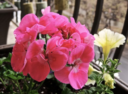 pink geraniums 2014