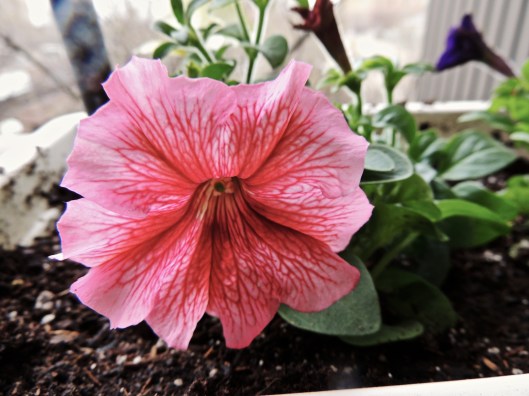 pink petunia 2014