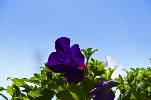 purple petunia and blue sky